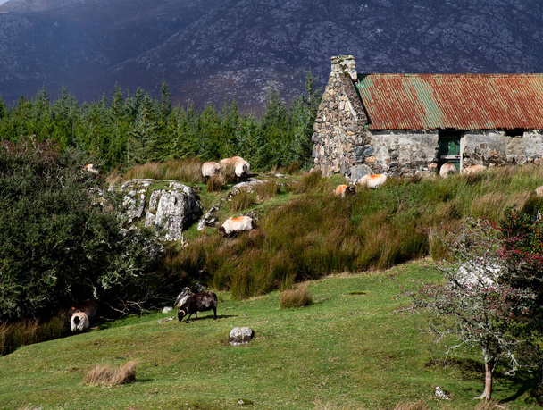 flock with many white shorn sheep grazing in the mountains in summer - Φωτογραφία, εικόνα