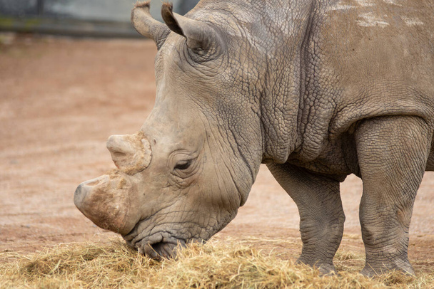rinoceronte che mangia erba in una riserva animale. Foto di alta qualità - Foto, immagini