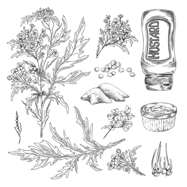 Mustard plants with leaves, dry condiment, sauce in gravy boat - sketch vector illustration isolated on white. Set of hand drawn mustard cooking ingredients - seeds and powder. - ベクター画像