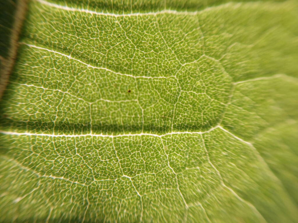Zonlicht dringt door een blad van een boom - Foto, afbeelding