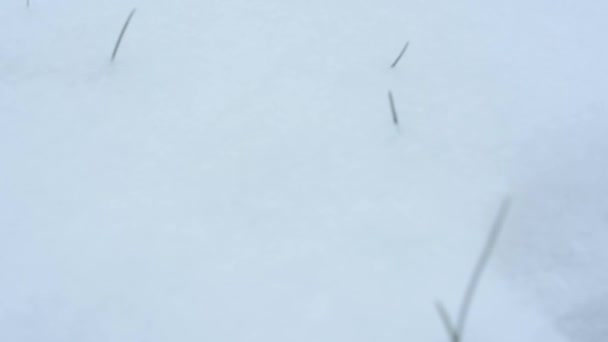 Impronta nel terreno - neve
 - Filmati, video