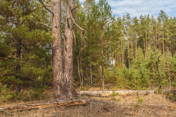 Wild pine forest in autumn - Zdjęcie, obraz