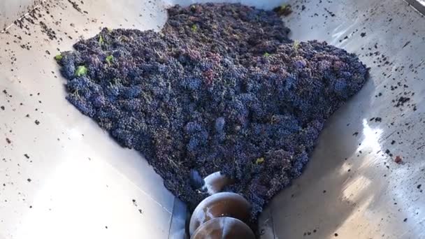 Druiven uit Cannonau. Trossen druiven in de trechter vervoerd door de roterende vijzel. Traditionele landbouw. Sardinië. - Video