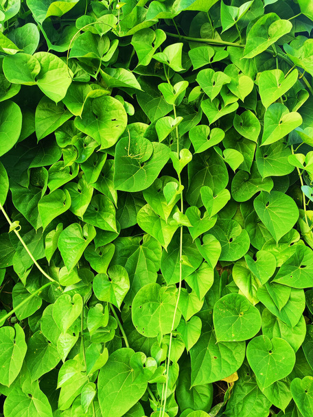 zbliżenie zielonych liści  - Zdjęcie, obraz