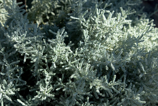 Santolina gris o algodón lavanda con follaje plateado que crece en el jardín de otoño. Enfoque selectivo con fondo borroso - Foto, imagen