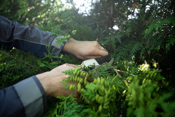 Ogrodnik na podwórku. Zbliżenie rąk robotników z sekatorami odcinającymi zwiędłe liście na roślinach iglastych. Sezonowe i estetyczne ogrodnictwo, przycinanie roślin nożycami do przycinania w ogrodzie - Zdjęcie, obraz
