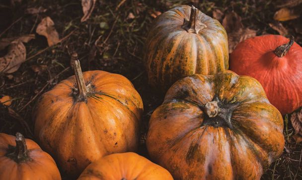 Gros plan citrouilles orange, concept de saison d'automne des légumes, récolte d'octobre - Photo, image
