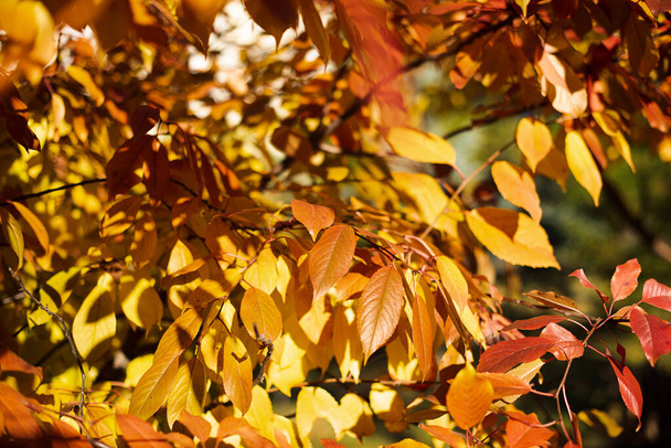 Close-up fotografie van gouden herfstbladeren in zonlicht. - Foto, afbeelding