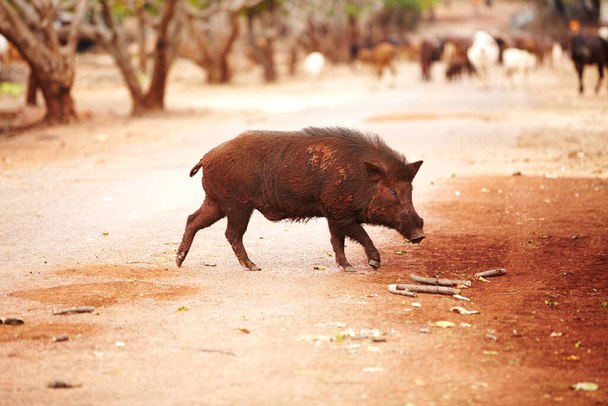 Thai boar trotting around. Wild Thai boar trotting over the road - Photo, Image
