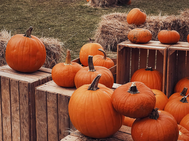 Halloween sütőtök és ünnep dekoráció őszi szezonban vidéki területen, tök betakarítás és szezonális mezőgazdaság, szabadban a természetben - Fotó, kép