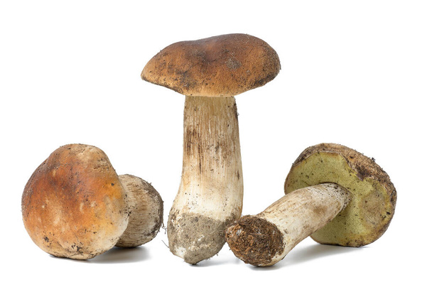 Three fresh white mushrooms on a white isolated background. Forest mushrooms - Photo, Image