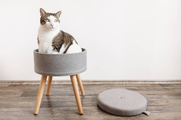 Aranyos kövér belföldi macska ül -ban trendi széklet -val egy fedél és beépít -ba tároló hely. Oldalnézet, fehér fal, másolás. Modern multifunkciós szék fa lábakkal. Kerek szürke vászontető - Fotó, kép