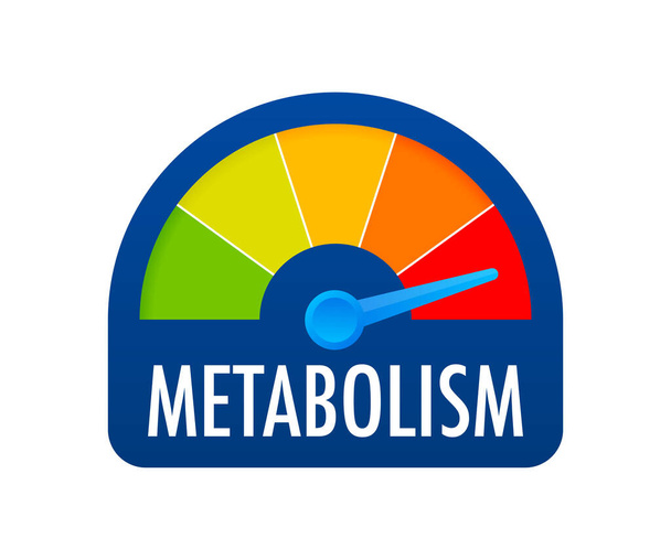 Escala de nivel de metabolismo. Señal tacómetro, velocímetro, indicadores Vector stock ilustración - Vector, imagen