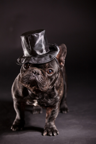 Elegáns francia bulldog - Fotó, kép