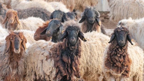 A few hairy flock sheep at a desert farm in arabia. - Zdjęcie, obraz