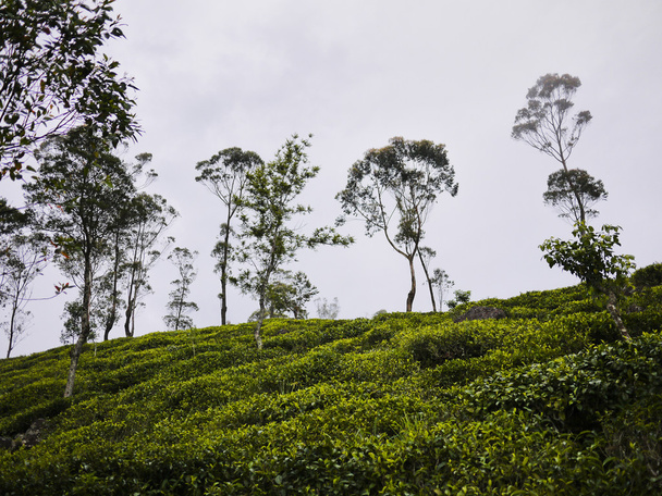 Thee velden in Sri Lanka - Foto, afbeelding