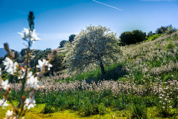 Doğa Asphodel Sardinya, San Teodoro, Sardunya, İtalya - Fotoğraf, Görsel