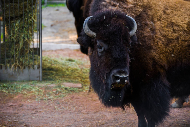 American bison close up in the pasture. Large even-toed mammals. A buffalo in an enclosure. - 写真・画像