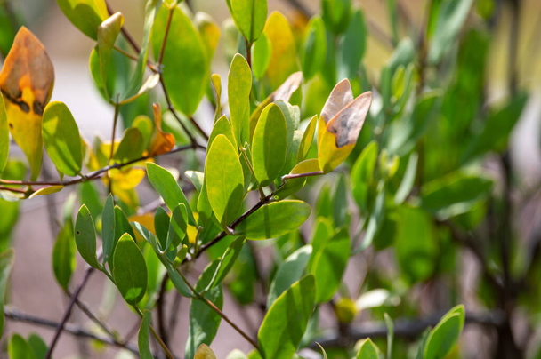 Листья Jojoba Simmondsia chinensis козий орех завод, закрыть - Фото, изображение