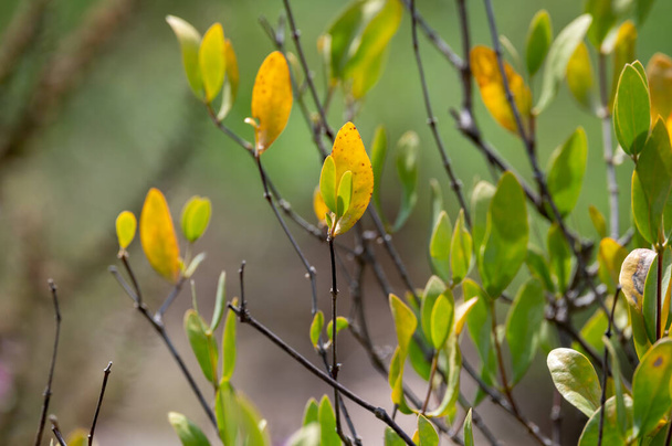 Листья Jojoba Simmondsia chinensis козий орех завод, закрыть - Фото, изображение