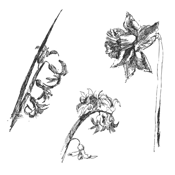 Spring flowers sketch - Vetor, Imagem