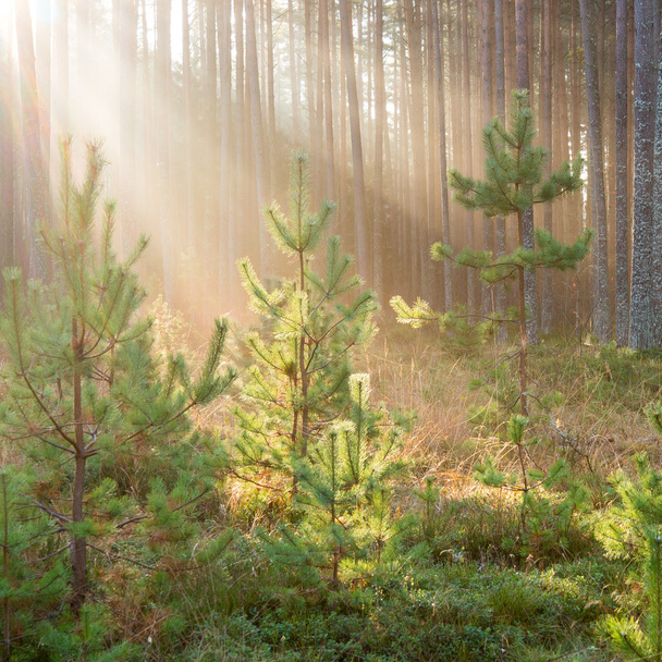 beautiful light beams in forest through trees - Photo, Image