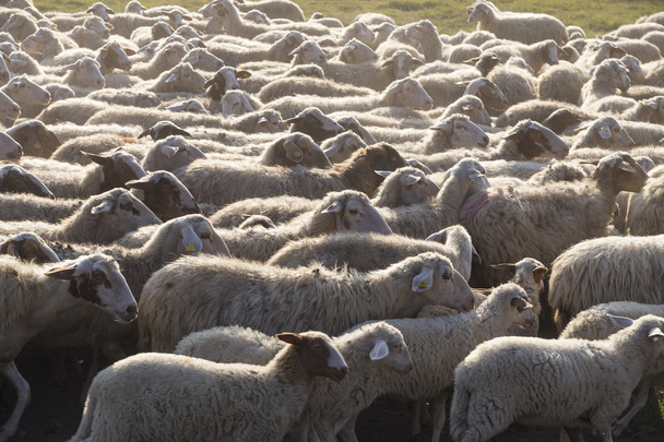 Koyunları bir kentsel Park bir Roma, İtalya - Fotoğraf, Görsel