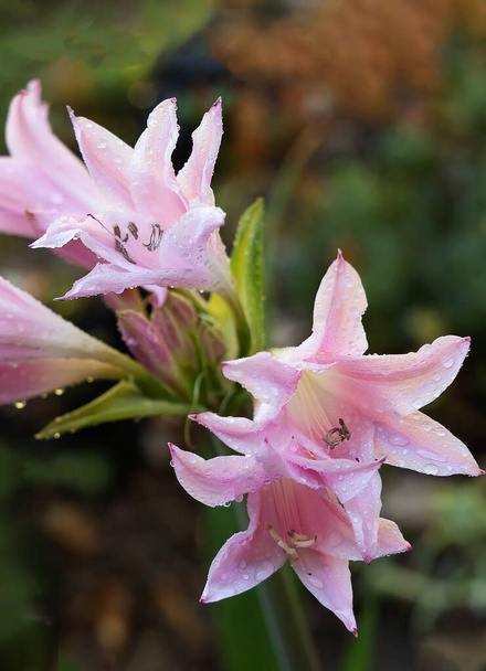 Close up of blooming pink Crinum lily. - Photo, Image