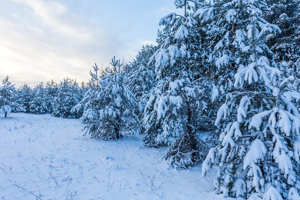 Forest Covered by Snow in Winter Landscape - Fotoğraf, Görsel