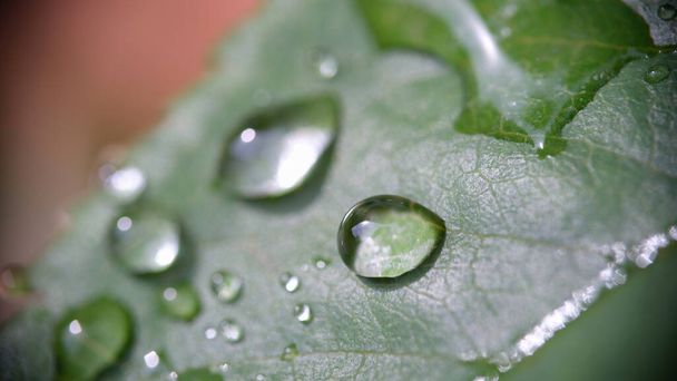 Großaufnahme von kristallklarem Tau oder frischen Regentropfen auf grünem Pflanzenblatt. Wassertropfen auf Blatt. Morgens oder regnerisch. Natürliche Schönheit Idee - Foto, Bild