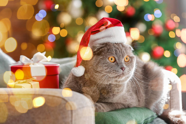 Aranyos Skót Fold macska -ban Mikulás kalap otthon karácsony este - Fotó, kép