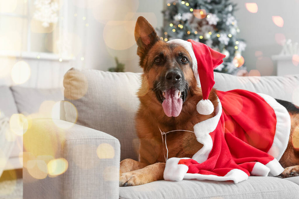 Cute German Shepherd dog in Santa costume at home on Christmas eve - Photo, Image