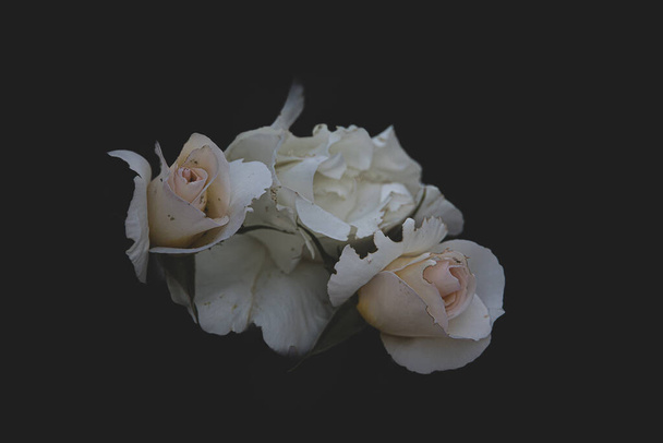 hermosa rosa delicada blanca sobre un fondo oscuro primer plano - Foto, Imagen