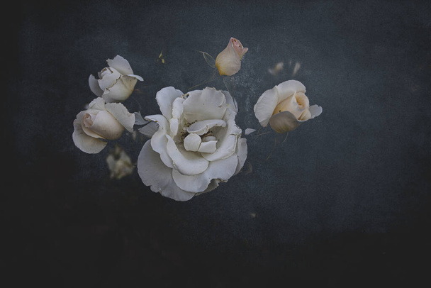 beautiful white delicate rose on a dark background closeup - Φωτογραφία, εικόνα