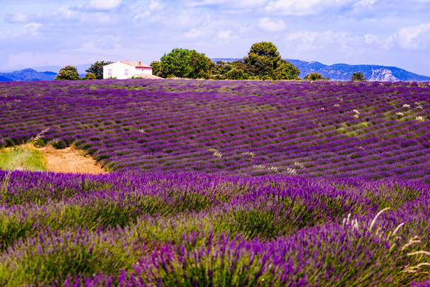 Lavender field in bloom Provence in France. Flowering season. - Fotoğraf, Görsel