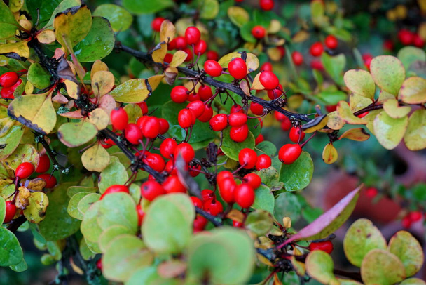 Barberry  branch, fresh ripe berries Berberis thunbergii. Red ripe barberry on a branch.                                - Photo, Image