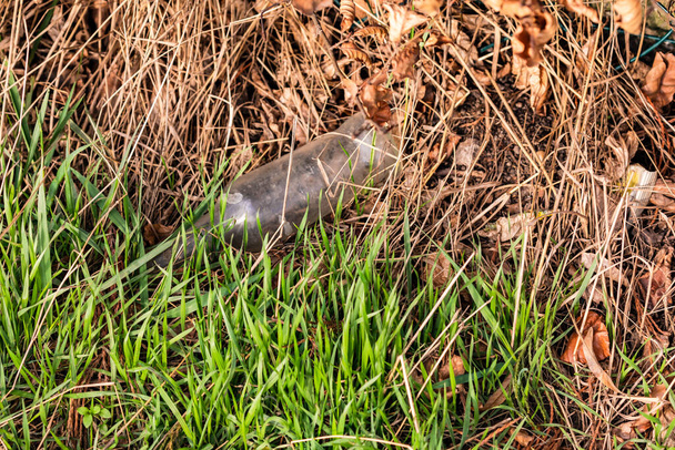 Белая стеклянная бутылка, выброшенная как мусор, лежит в траве у дороги. - Фото, изображение