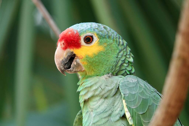 Retrato de la hermosa Amazona de lore rojo en México sobre fondo borroso verde detrás de la rama. Foto de alta calidad - Foto, imagen