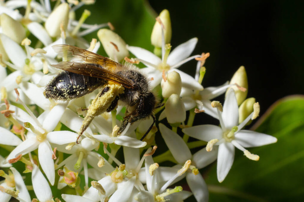 Medová včela s košíkem na pyl sedí na bílých květinách Cornus alba, červenohnědé, bílé nebo sibiřské dříví. - Fotografie, Obrázek