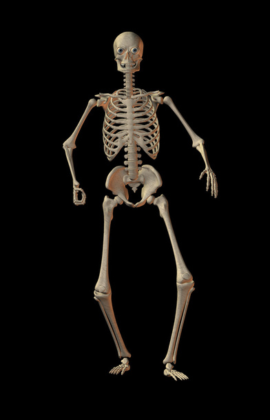 Skeleton in black background - Photo, Image