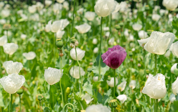 Opium poppies with white flowers growing in Afyonkarahisar, Turkey - Photo, Image