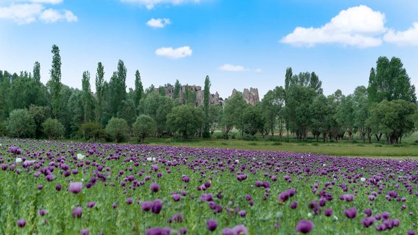 Oopiumiunikot, joissa on violetit kukat lähellä Phrygia Valleyn luonnonpuistoa (Frig Vadisi Tabiat Parki) Afyonkarahisar, Turkki - Valokuva, kuva