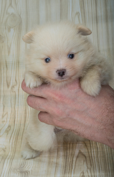 Pommerse spitz puppy - Foto, afbeelding