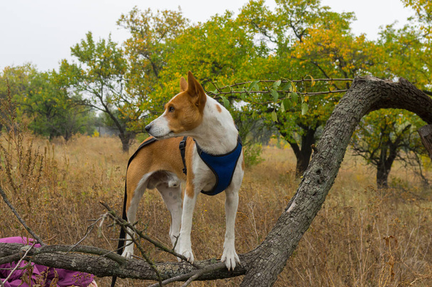Portret van volwassen basenji hond staand op wilde peer boom tak en rondkijkend  - Foto, afbeelding