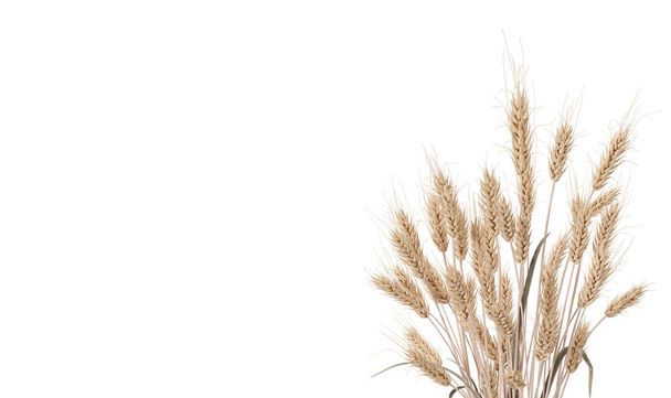 Wheat ears isolated on white background. Copy space for your text. Celiac disease and gluten intolerance concept. Healthcare, healthy eating, healthy lifestyle, gluten free diet. 3D rendering - Photo, Image