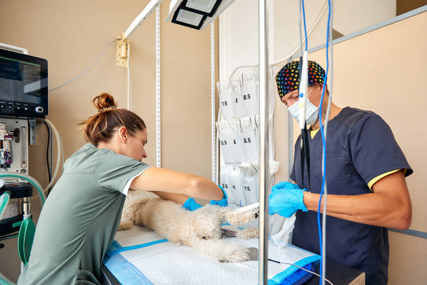 Veterinarian team preparing dog for surgery on operating table. - Foto, immagini