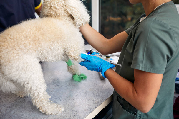 Veterinarian team preparing dog for surgery on operating table. - Foto, afbeelding