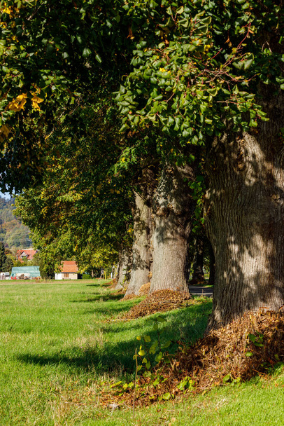 Avenue of Trees in the autumn - Foto, Imagem