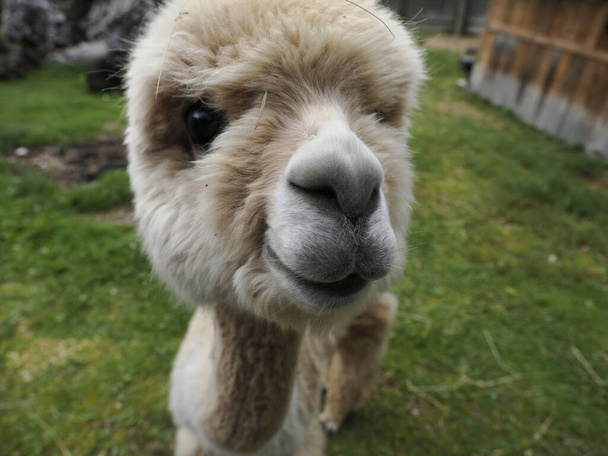 alpaca close up adorável fofo retrato olhando para você - Foto, Imagem