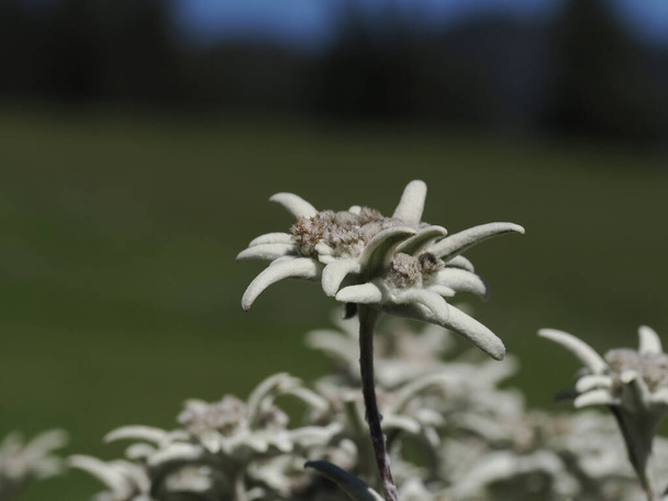detalle flor estrella alpina cerca edelweiss en dolomitas - Foto, imagen